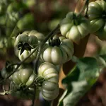 Casanuova